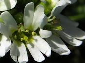 Alysson blanc, Bertéroa blanchâtre (Berteroa incana)