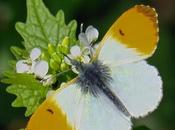 Aurore (Anthocharis cardamines)