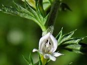Euphraise raide (Euphrasia stricta)