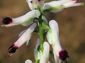 Fumeterre grimpante (Fumaria capreolata)