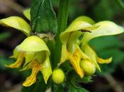 Lamier jaune (Lamium galeobdolon)