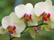 L'Orchidée Phalaenopsis, conseils d'entretien