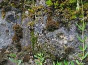 Hélianthème sombre (Helianthemum nummularium var. obscurum)