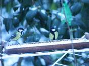 oiseaux jardin, mésange charbonnière