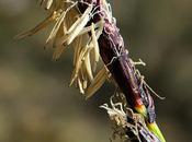 Laîche montagnes (Carex montana)