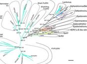 ORIGINES VIRALES: Découverte rétrovirus vieux 500.000 Nature Communications