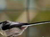 mésange longue queue