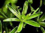 Ornithogale Pyrénées (Loncomelos pyrenaicus)