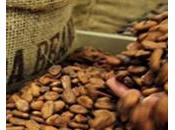 Côte d’Ivoire libéraliser prix pour sauver filière cacao