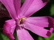 Silène dioïque (Silene dioica)