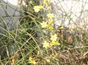 Jasminum nudiflorum Lonicera fragrantissima fleurissent enfin