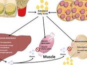 ALIMENTATION, OBÉSITÉ seul excès suffit casser métabolisme Journal Clinical Investigation