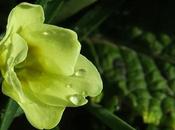 Primevère acaule (Primula vulgaris)