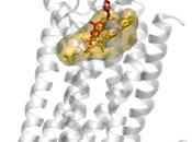 ALZHEIMER Pourquoi faut veiller taux cholestérol Nature Communications