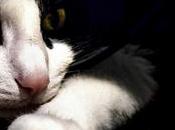 Fliky client tiers pour Flickr