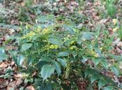 Mahonia japonica bientôt aquifolium