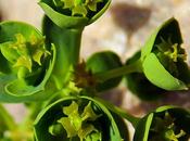 Euphorbe Portland (Euphorbia portlandica)