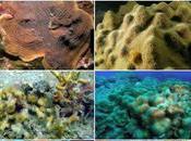 Seize espèces coraux Martinique Guadeloupe protégées arrêté ministériel