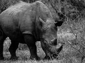 Cornes Rhinoceros, vente bientôt autorisée Afrique