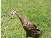 Canards opération escargots