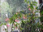 Begonia maculata, floraison non-stop