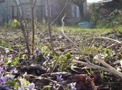 Photos violettes font-elles printemps