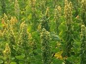 Quinoa d’Anjouvive quinoa local