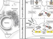 #trendsincellbiology #endosome S’arrêter aller Positionnement l’endosome dans l’établissement l’architecture Compartiment, dynamique fonction