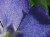 Petite pervenche (Vinca minor)