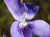 Violette Rivin (Viola riviniana)