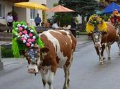 Divers Transumance