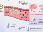 #Cell #Zika #singerhésus #ganglionslymphatiques #systèmenerveuxcentral Persistance virus Zika dans Système Nerveux Central ganglions lymphatiques Singes Rhésus