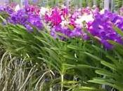 Orchidées Vanda pour fête Mères