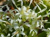 Pétasite blanc (Petasites albus)