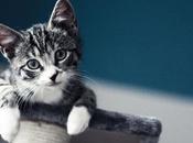 Little Kitten chat préféré semaine