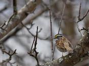Bruant gorge blanche es-tu Frédéric, Frédéric)...