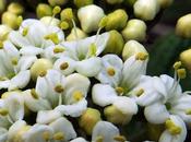 Viorne lantane (Viburnum lantana) 16/05