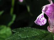 Lamier maculé (Lamium maculatum)