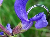 Sauge prés (Salvia pratensis)