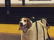 chiens sont interdits métro, sauf s'ils tiennent dans