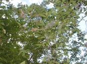 Yponomeuta cagnagella, terreur fusains