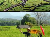 Amazing Thai Rice Route, tout vous devez savoir