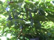 Mahonia japonica 'Hivernant'