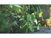 Pokémon mobile devient milliardaire