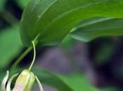 Vosges Streptope feuilles embrassantes (Streptopus amplexifolius)