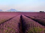 Balade routes lavande gorges Verdon