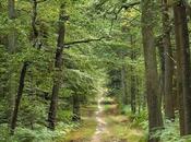 Région Grand signe contrat filière forêt-bois France