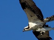 Instantanés magnifiques