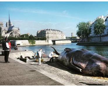 Paris : un cachalot échoué sur les bords de Seine