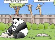 est, petit panda